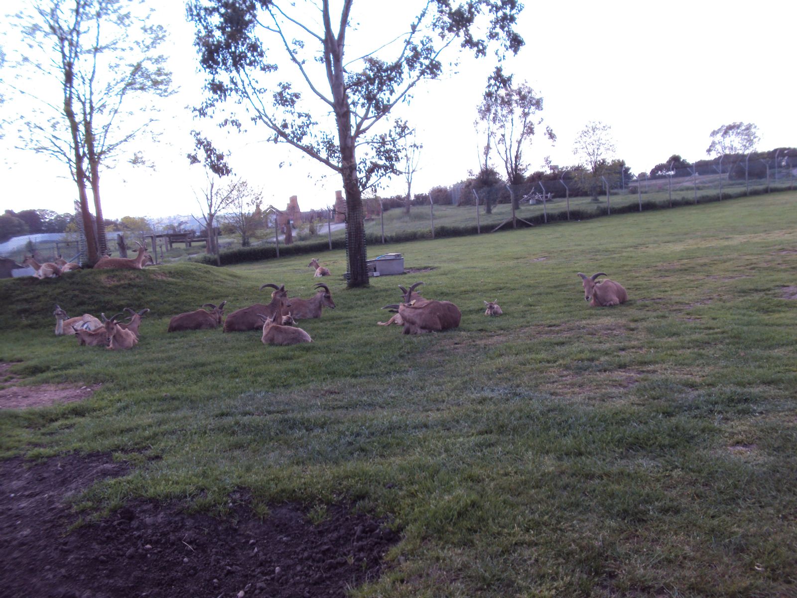 West Midland Safari Park